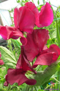 Sweet Pea Seeds Pack of 50+ | Mark Williams Variety | Lathyrus odoratus | Fragrant Climbing Flowers for Garden & Pots