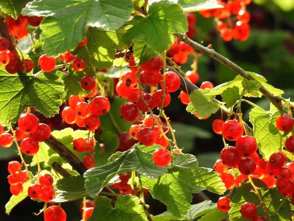 Alpine Currant Bush Seeds - Indian Cherry - Ribes alpinum - Fruit-bearing Shrub for Garden Planting