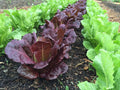 Red Romaine Lettuce Seeds - Organic Non-GMO Heirloom, 500+ Seeds for Home Gardens, Lactuca sativa