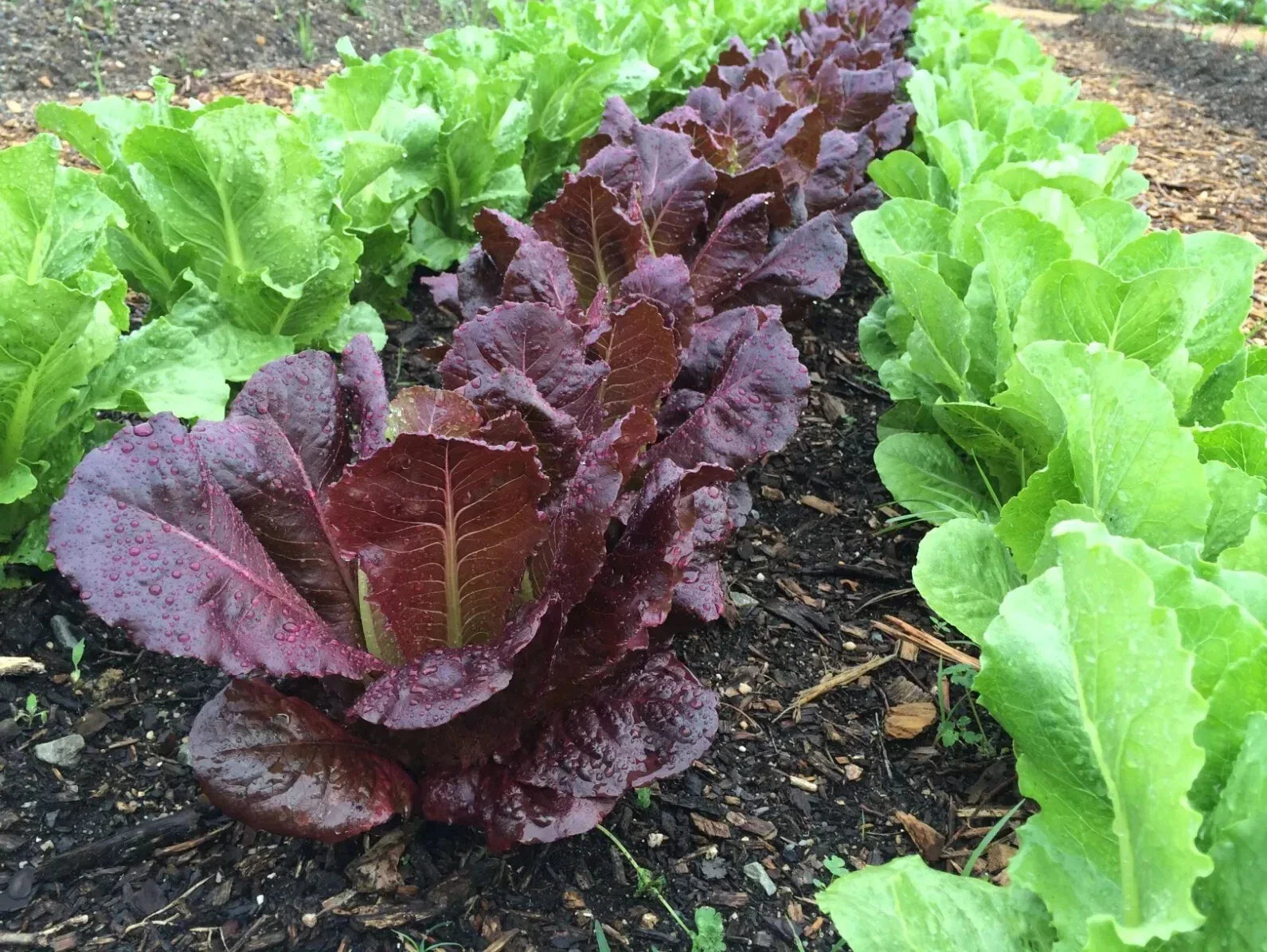 Red Romaine Lettuce Seeds - Organic Non-GMO Heirloom, 500+ Seeds for Home Gardens, Lactuca sativa