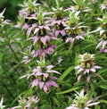 Bee Balm Seeds - 300 Non-GMO Spotted Monarda punctata for Pollinators, Bees & Hummingbirds, Biennial Flower Pack