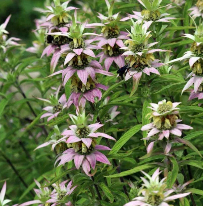 Bee Balm Seeds - 300 Non-GMO Spotted Monarda punctata for Pollinators, Bees & Hummingbirds, Biennial Flower Pack
