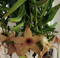 Stapelia Gigantea Cuttings - Starfish Carrion Plant Succulent with 12-Inch Flowers for Indoor Garden Decor