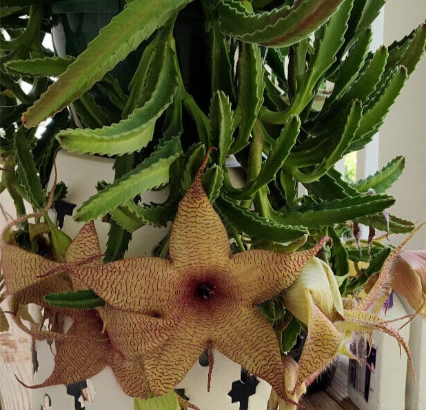 Stapelia Gigantea Cuttings - Starfish Carrion Plant Succulent with 12-Inch Flowers for Indoor Garden Decor