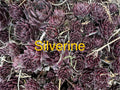 Silverine Hens and Chicks Succulents - 10 Live Sempervivum Hardy Perennials for Gardens & Pots