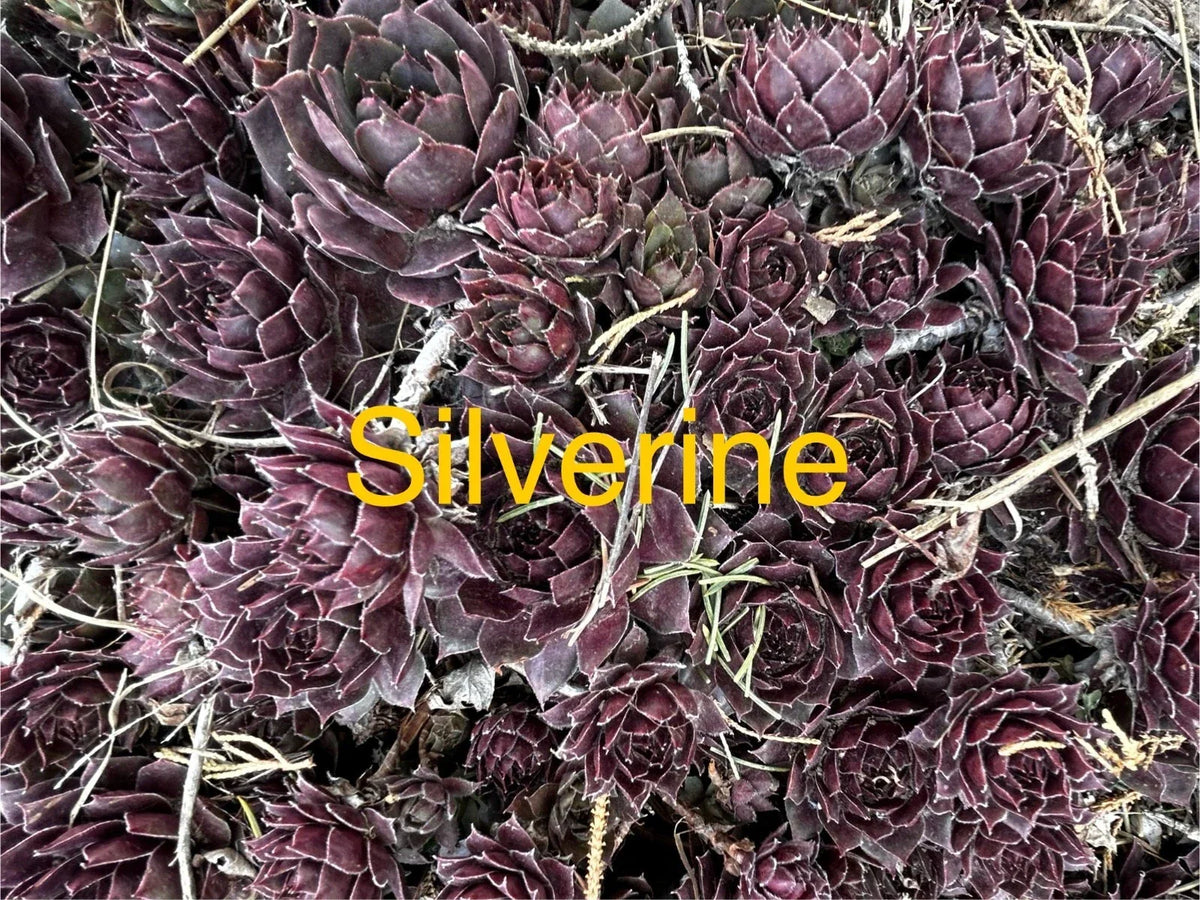 Silverine Hens and Chicks Succulents - 10 Live Sempervivum Hardy Perennials for Gardens & Pots