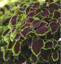 Coleus Seeds - 10 Rare Chocolate Mint Foliage Seeds - Vibrant Colorful Leaves - Solenostemon scutellarioides
