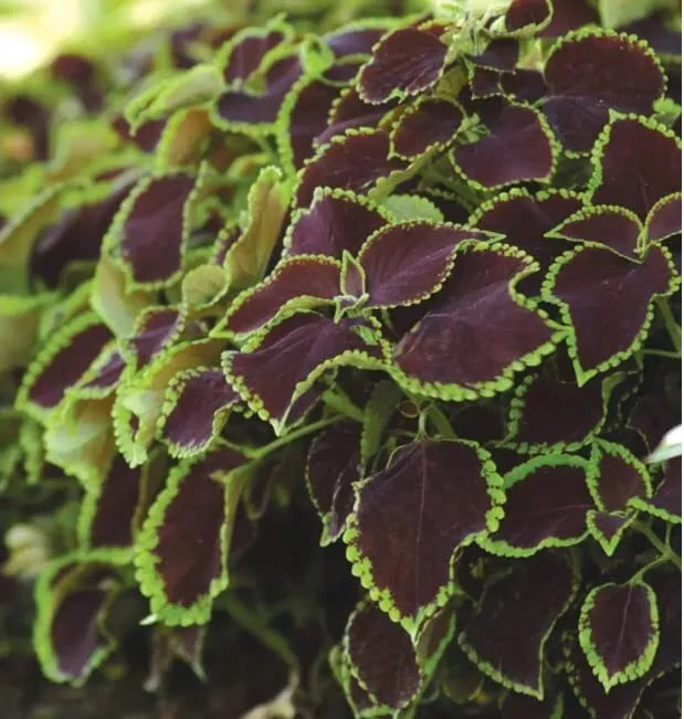 Coleus Seeds - 10 Rare Chocolate Mint Foliage Seeds - Vibrant Colorful Leaves - Solenostemon scutellarioides