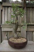 Baobab Bonsai Tree Seeds - Adansonia Digitata - Exotic Drought-Resistant Tree for Gardening & Bonsai Cultivation