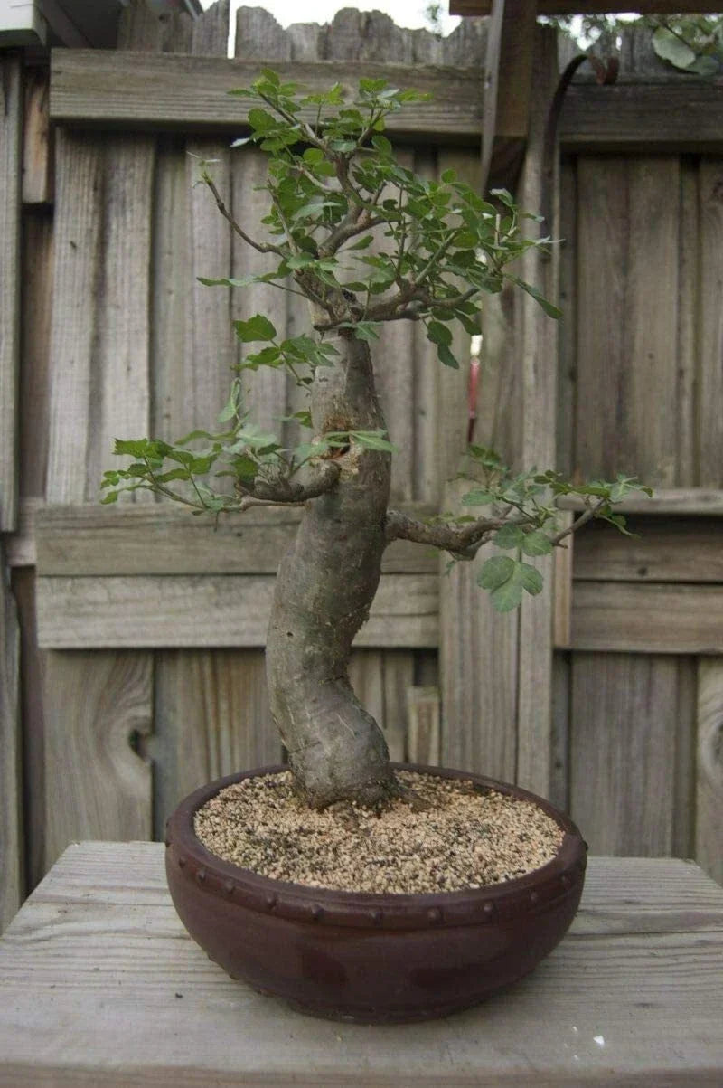 Baobab Bonsai Tree Seeds - Adansonia Digitata - Exotic Drought-Resistant Tree for Gardening & Bonsai Cultivation