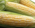 Sweet Corn Seed - Latte Variety, Non-GMO, Zea mays, Fresh Seeds for Home Garden, High Yield, Disease Resistant, 50 Pack