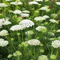 Bishop's Flower Seeds 500 Count Non-GMO Daucus carota False Queen Anne's Lace Wildflower Plant