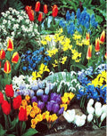 Spring Flower Garden Kit with 50 Fall Bulbs - Colorful Tulips, Daffodils & Hyacinths for Spring Blooms