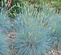 Blue Fescue Grass Seeds - 300+ Drought Tolerant Ornamental Clumping Grass - Festuca glauca