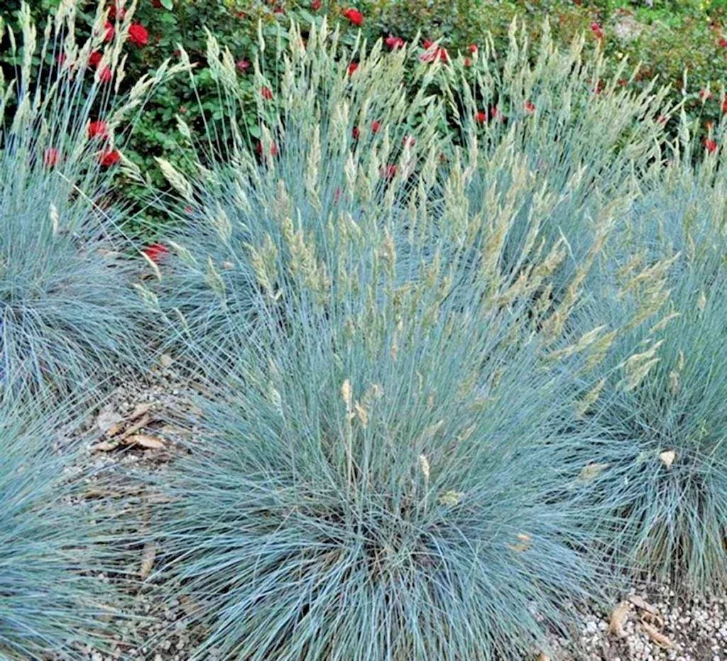 Blue Fescue Grass Seeds - 300+ Drought Tolerant Ornamental Clumping Grass - Festuca glauca