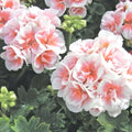 Pink White Geranium Seeds for Hanging Baskets, Perennial Flower Seeds, Pelargonium spp., 10 Pack