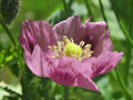 Giant Purple Poppy Seeds - 100 Heirloom Papaver somniferum Flower Seeds for Garden, Borders, and Cut Flowers