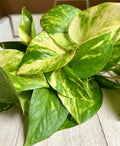 Rooted Pothos Plant Cuttings - 10 Epipremnum aureum Indoor Houseplants for Trailing & Hanging Displays