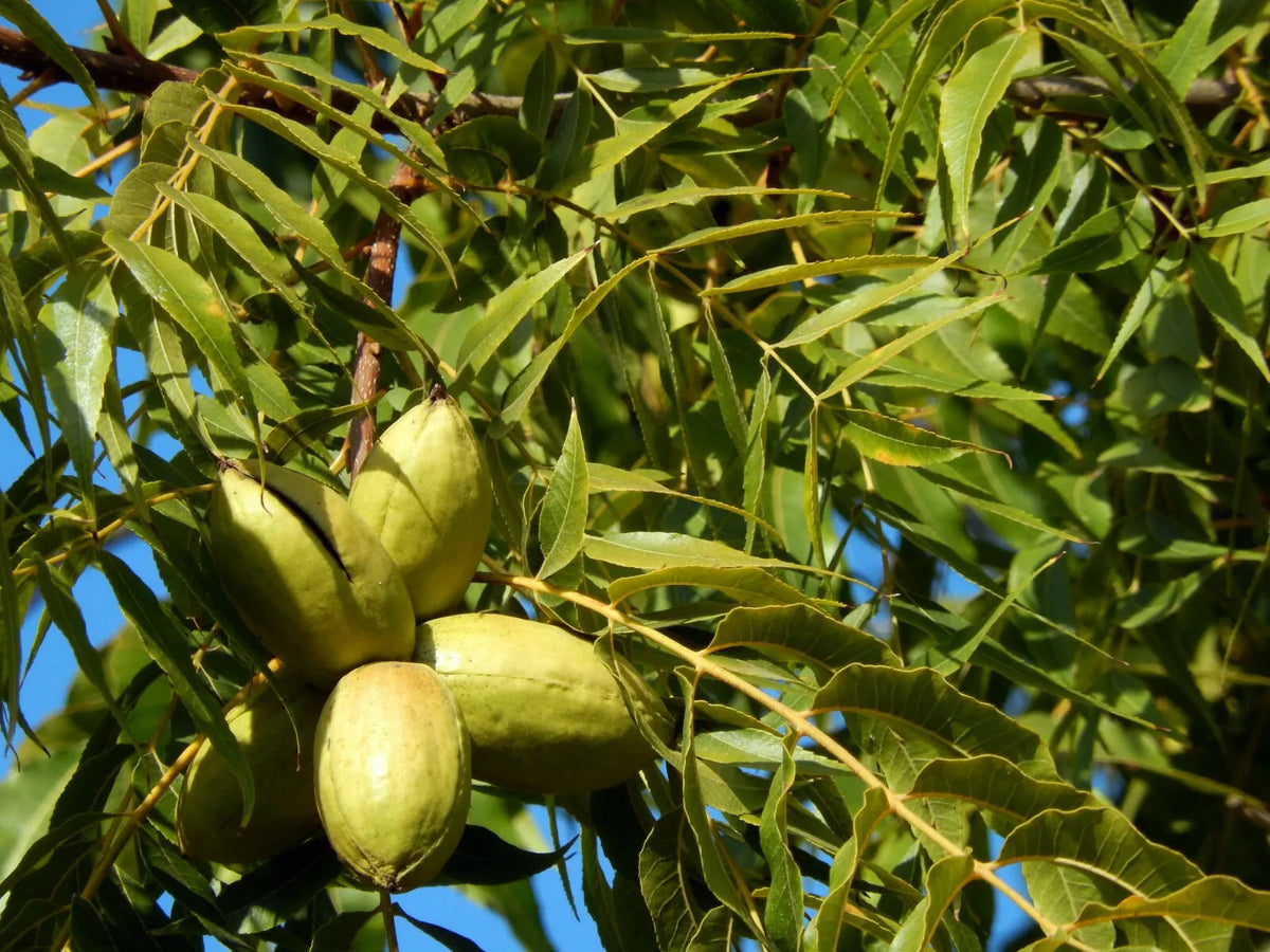 Pecan Tree Live Plant Set of 2 – Bare Root 18+ Inches – Carya illinoinensis Nut Tree for Garden, Full Sun, Zone 6-9