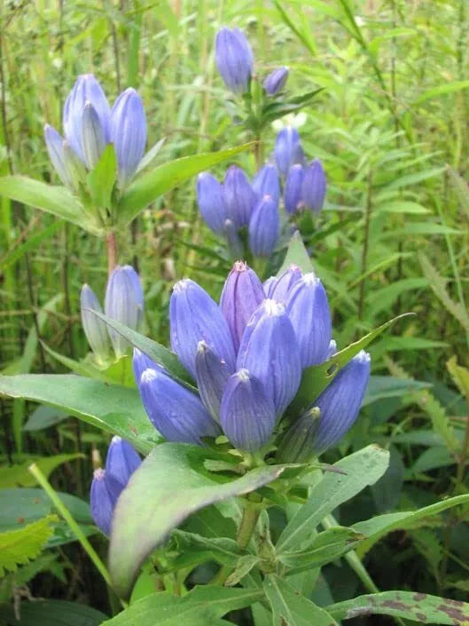 Bottle Gentian Flower Seeds - 100 Seeds - Blue Perennial Wildflower for Garden, Naturalizing, Gentiana andrewsii