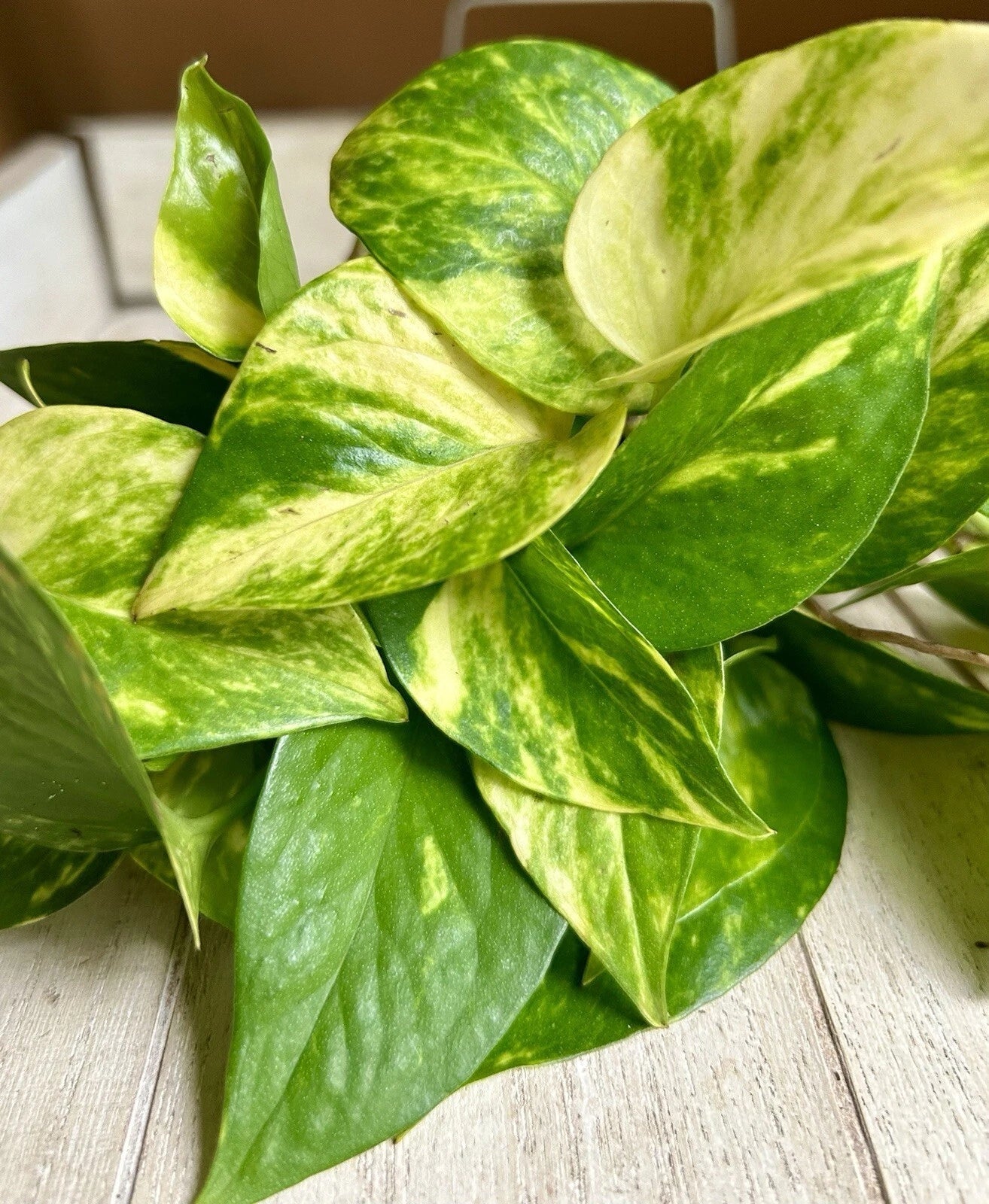 Rooted Pothos Plant Cuttings 20 Epipremnum aureum Indoor Houseplant Starter, Trailing Vines
