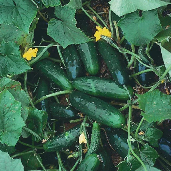 Marketmore 76 Cucumber Seeds - Non-GMO, Heirloom Organic Cucumis sativus, Vining, Fresh Salad & Pickling, Multiple Sizes