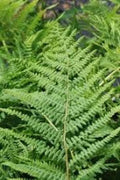 Lady Fern Roots - 3 Bare Root Plants - Athyrium Filix-Femina - Hardy Perennial Ferns for Shade Gardens