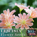 Peach Lewisia Seeds - Non-GMO Flower Seeds for Garden, Rock Garden & Containers - Lewisia cotyledon, Peach Blossoms, Perennial