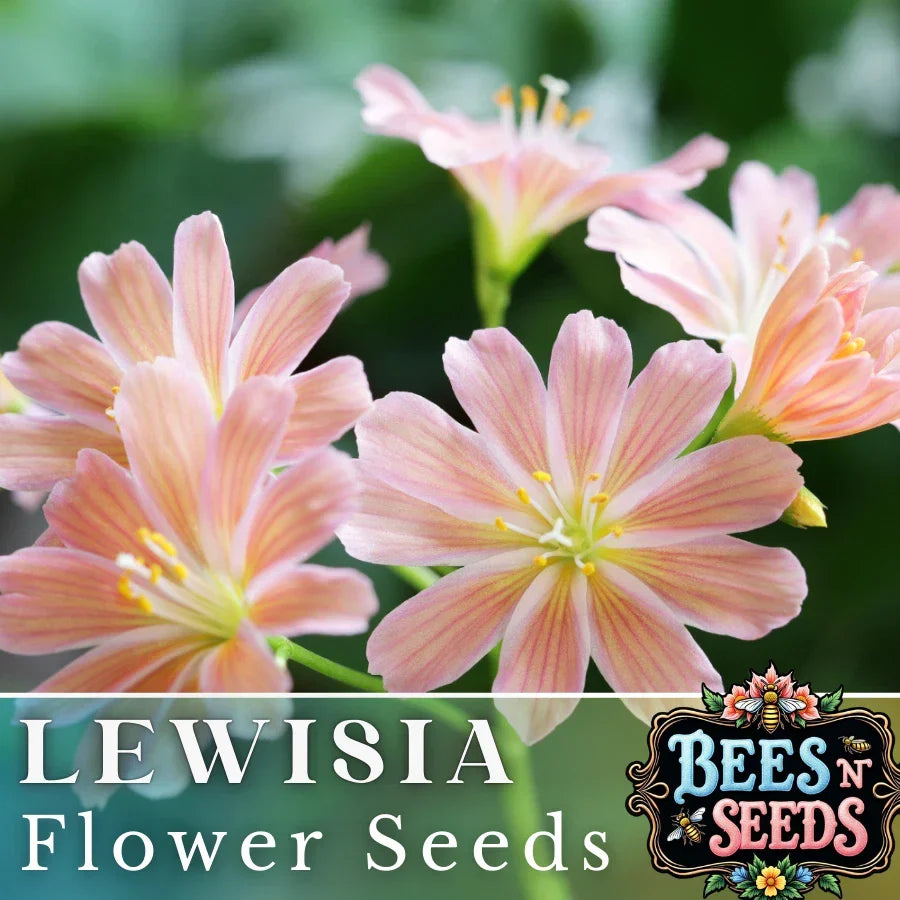 Peach Lewisia Seeds - Non-GMO Flower Seeds for Garden, Rock Garden & Containers - Lewisia cotyledon, Peach Blossoms, Perennial