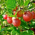 Pixwell Gooseberry Plant 2-Year-Old Bare Root Ribes uva-crispa Light Green to Pink Berries, Tart Flavor, 4-6 ft, Zones 3-8