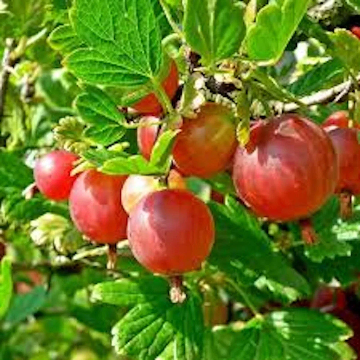 Pixwell Gooseberry Plant 2-Year-Old Bare Root Ribes uva-crispa Light Green to Pink Berries, Tart Flavor, 4-6 ft, Zones 3-8