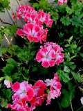 Geranium Live Plant 12" Reddish Pink and Maroon Perennial in 3" Pot Pelargonium