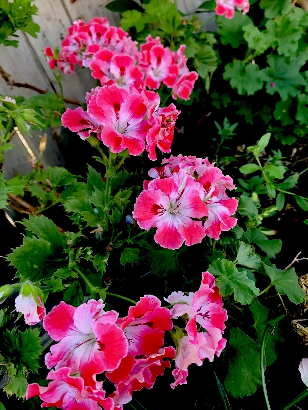 Geranium Live Plant 12" Reddish Pink and Maroon Perennial in 3" Pot Pelargonium