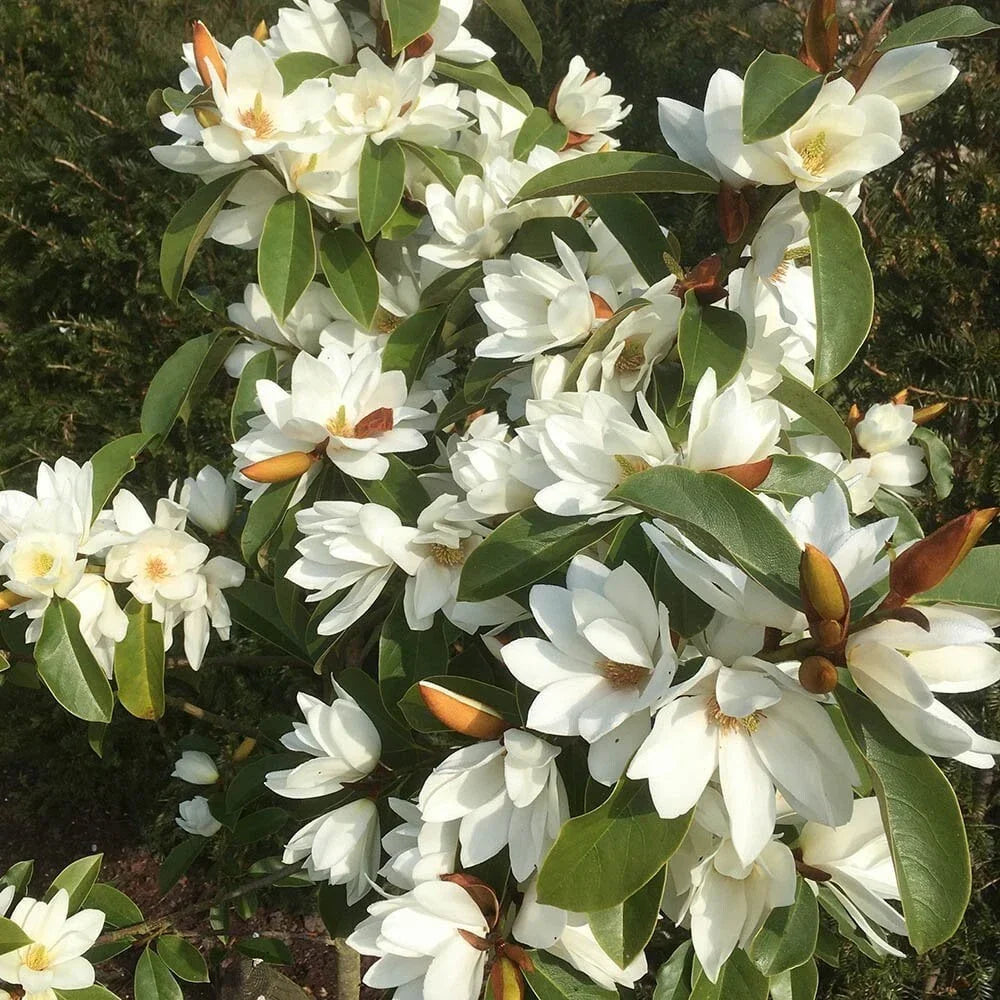 Magnolia Tree - Fairy White - Fragrant White Blooms - Michelia doltsopa - Well Rooted, Hardy Garden Plant