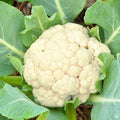 Early Snowball Cauliflower Live Starter Plants - Set of 4, Heirloom Brassica oleracea var. botrytis, 4-inch seedlings