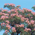 Pink Mimosa Tree Seeds, Albizia Julibrissin, 30+ Seeds, Perennial Flowering Tree, Drought Tolerant, Ornamental Garden Seeds