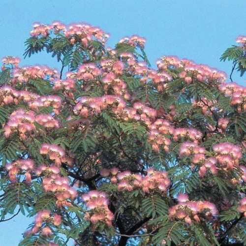 Pink Mimosa Tree Seeds, Albizia Julibrissin, 30+ Seeds, Perennial Flowering Tree, Drought Tolerant, Ornamental Garden Seeds