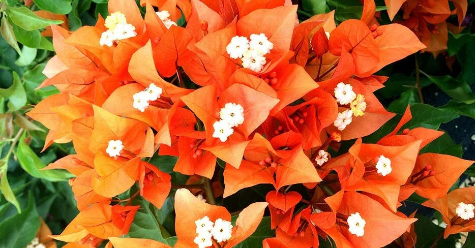 Fire Opal Bougainvillea Starter Plant - Bare Root Climber with Vibrant Orange & Pink Blooms - Bougainvillea glabra