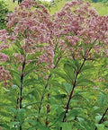 Eutrochium Joe-Pye Weed Seeds - 25 Pack, Native Wildflower, Pollinator Attractant, Hardy Perennial, Asteraceae