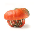 Turks Turban Squash Seeds - 25+ Pack, Cucurbita maxima, Decorative, Edible, Garden Planting, USA Grown