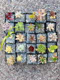 Set of 10 Assorted 2-Inch Succulents for Wedding Decor and Floral Arrangements - Hardy Varieties