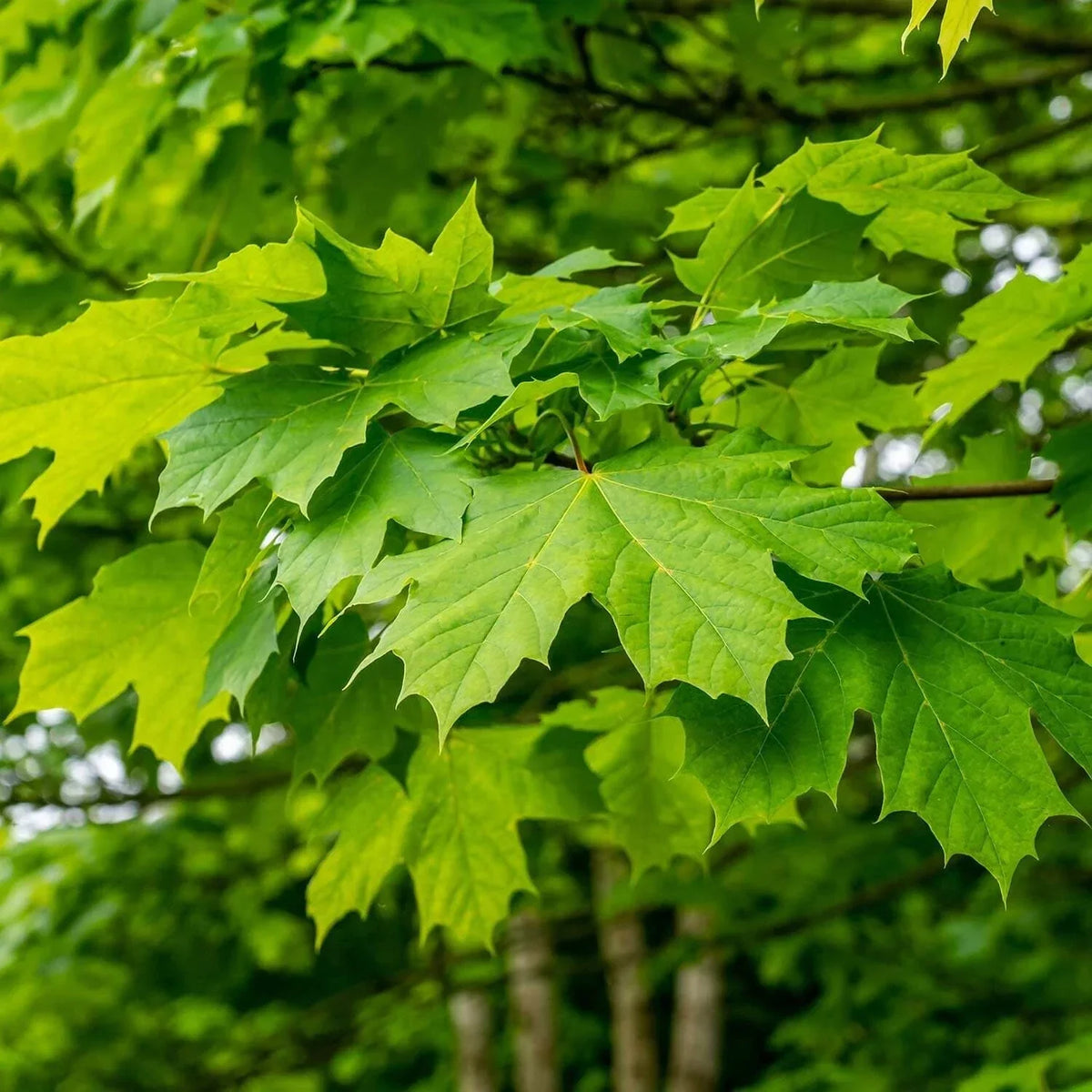 Green Maple Tree Seeds - Organic Acer Seeds for Bonsai, Hardwood, Syrup Production, 10 Seeds
