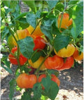 Alma Paprika Seeds - Organic Sweet Red Pepper for Grinding - Capsicum annuum - 25 Seeds for Home Gardening
