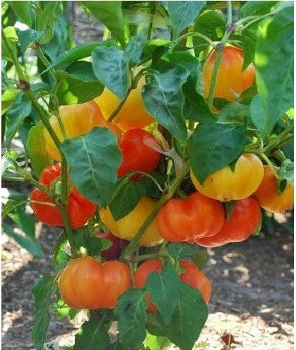 Alma Paprika Seeds - Organic Sweet Red Pepper for Grinding - Capsicum annuum - 25 Seeds for Home Gardening