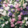 Canterbury Bells Seeds Mix - Campanula Medium Flower Seeds for Garden Planting - 50+ Bellflower Seeds