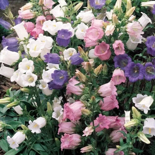 Canterbury Bells Seeds Mix - Campanula Medium Flower Seeds for Garden Planting - 50+ Bellflower Seeds