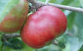 Devonshire Quarrenden Apple Seeds - Heirloom Malus domestica, 25+ Non-GMO Seeds for Home Garden & Orchard, Free Shipping USA