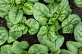 Bloomsdale Spinach Seeds Organic Non-GMO Heirloom Pack | Spinacia oleracea | Full Sun, High Germination