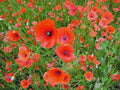 Shirley Poppy Seeds 1000 Count Bright Red Flowers Papaver rhoeas for Garden, Borders, Cut Flowers