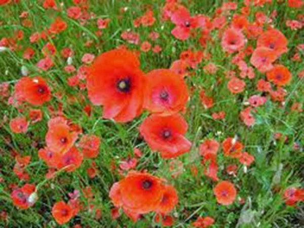 Shirley Poppy Seeds 1000 Count Bright Red Flowers Papaver rhoeas for Garden, Borders, Cut Flowers